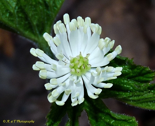 {Hydrastis canadensis}